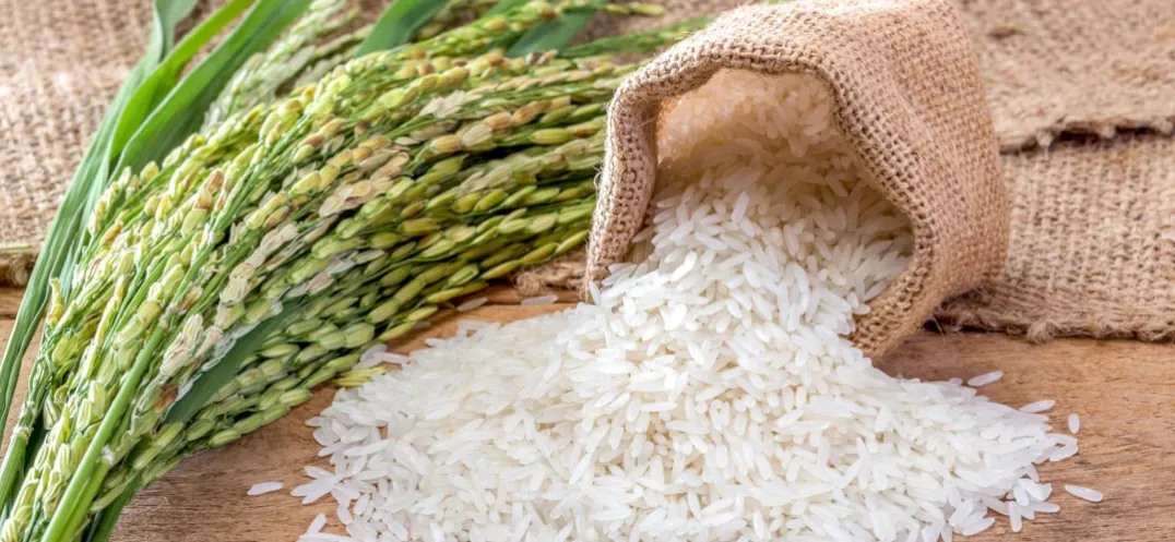 Leveraging the Rice Export Ban for Crop Substitution in India