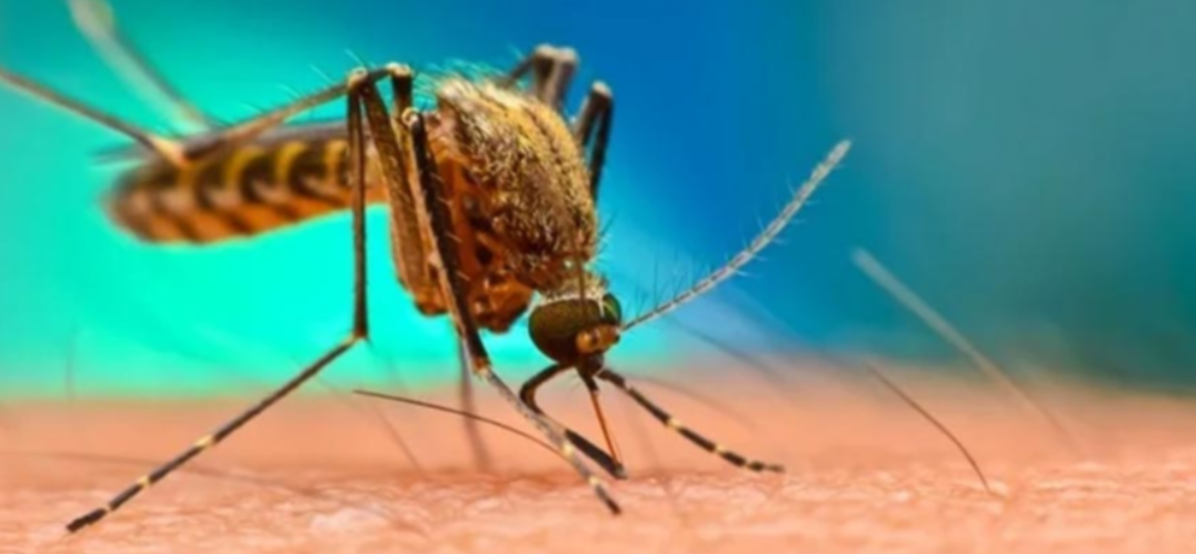 हवामान बदल आणि मलेरिया: जागतिक पाठबळाची गरज