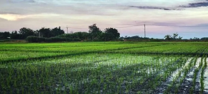 #कृषि: पश्चिम बंगाल के निचले इंडो-गैंजेटिक प्लेन्स में बेहतर जल उपयोग और पोषण उत्पादकता के लिए क्रॉप शिफ्टिंग!