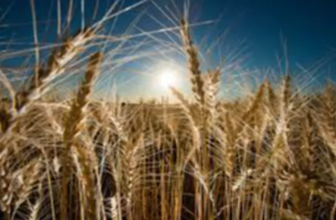 सूखे की मार झेलता ऑस्ट्रेलिया का कृषि क्षेत्र: ‘वैश्विक प्रतिस्पर्धा के लिए उत्पादकता में सुधार और वैश्विक मूल्य श्रृंखला से जुड़ाव’