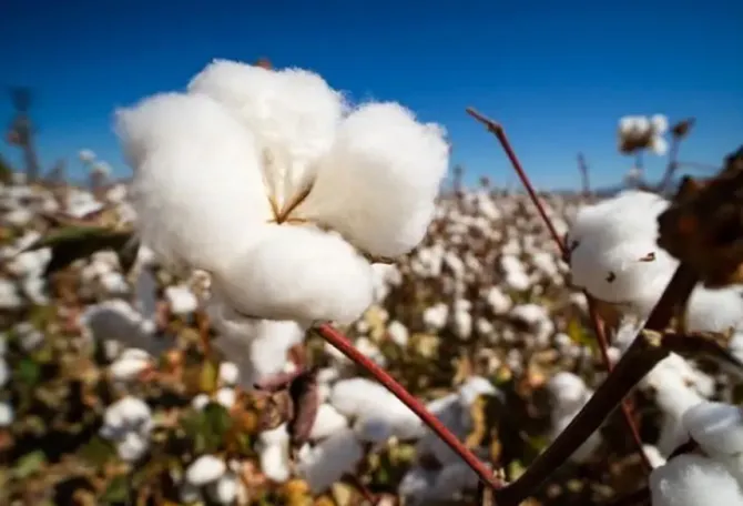 Biodiversity and cotton: Stitching together a sustainable future