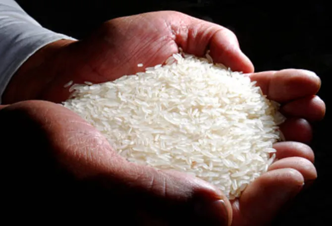 Indian rice export ban: Implications for global markets and food security