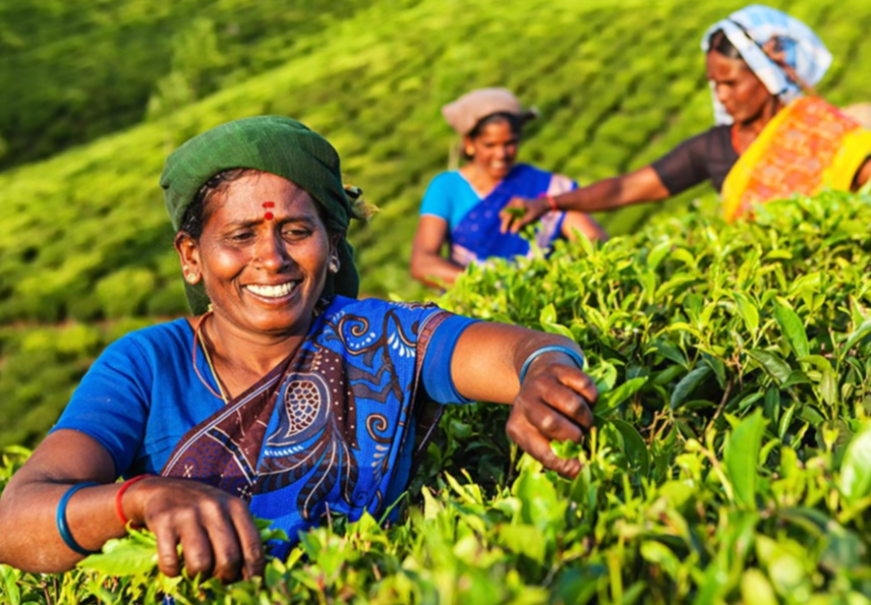 हवामान बदल आणि स्मार्ट शेती: शाश्वत भविष्यासाठी धोरणे, अडथळे आणि दृष्टी