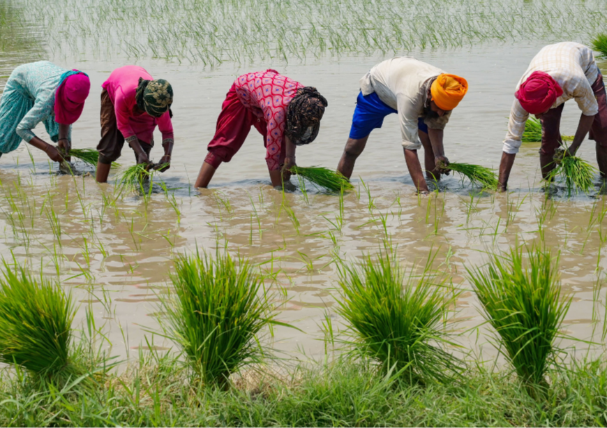 Safeguarding food security: The vital role of water