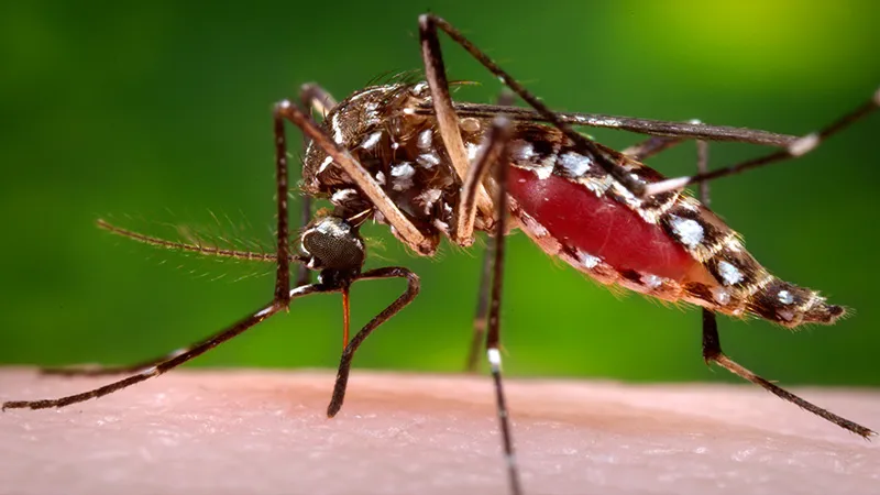 Chikungunya, dengue and emerging infectious diseases