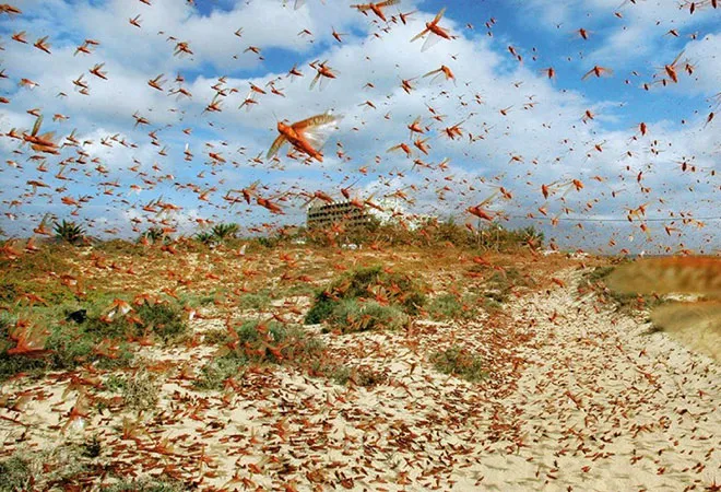 Amid Covid19 crisis, locust upsurge threatens food security