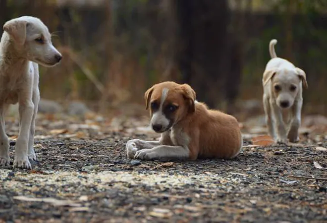 The menace of street dogs in Indian cities