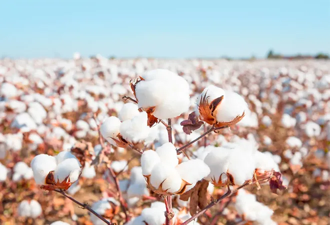 India’s cotton production: Seeking white gold