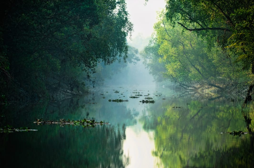 সুন্দরবনের পরিবেশগত অবনতির তদন্ত