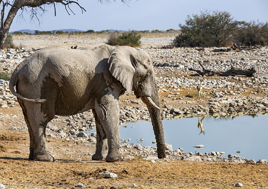 Beyond culling: India's leadership in South-South cooperation for Namibia’s future  