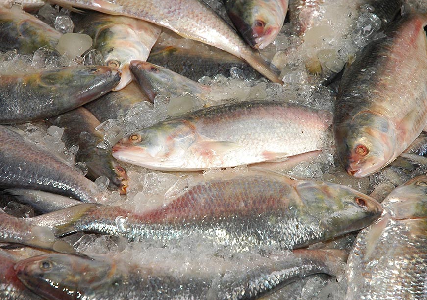 Bangladesh’s Hilsa export ban: A hasty decision reversed  
