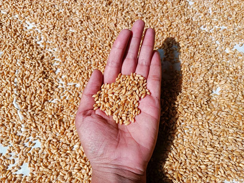 Breaking the cycle: Food insecurity and mental health  