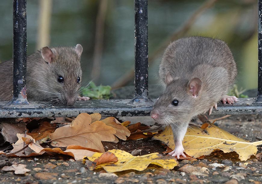 Fighting the rat menace in cities: The NYC experiment