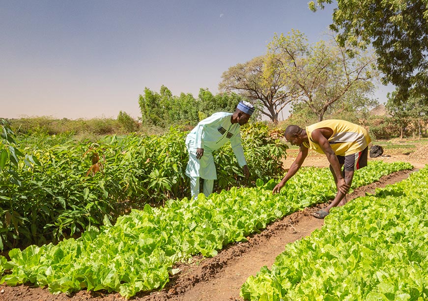 The agrobiodiversity approach for food and nutrition security for rural Africa and India  