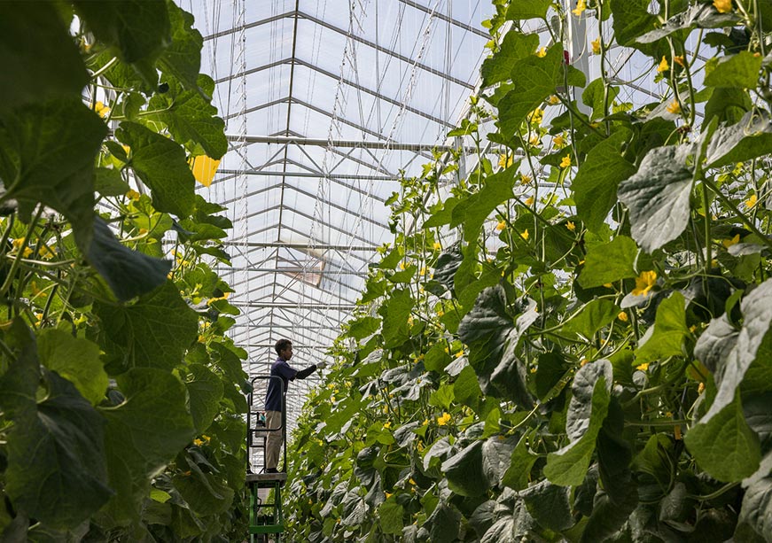 Bridging Borders, Feeding Futures: India-UAE Pathways to Food Security  