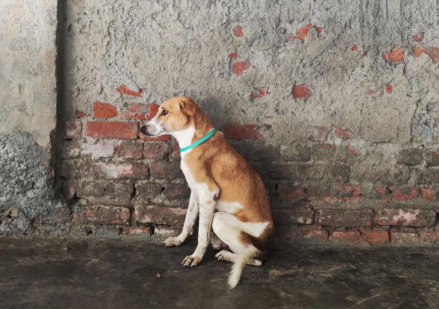 Whatever became of Vasudhaiva Kutumbakam?