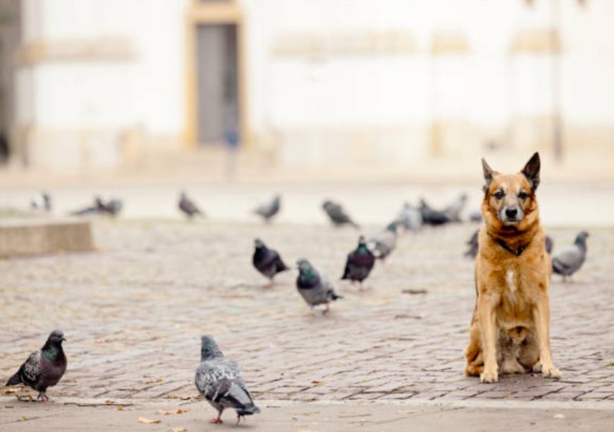 Of Street Dogs and City Pigeons: Law, Sentiment, and Public Health