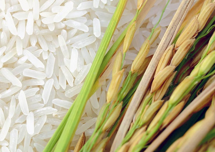 Resilient Harvests: The Promise and Debate Around India’s Gene-Edited Rice  