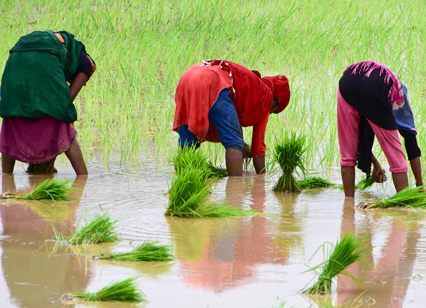 কৃষি উন্নয়ন ও খাদ্য নিরাপত্তার জন্য ভারত-আফ্রিকা অংশীদারিত্ব