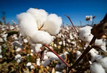 Biodiversity and cotton: Stitching together a sustainable future