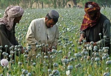 अफगाणिस्तानातील अफू लागवडीत झालेली घट  