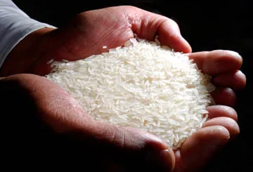 Indian rice export ban: Implications for global markets and food security