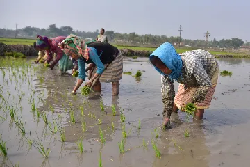 স্থিতিশীলতার অনুসারী কৃষি, জলবায়ু পরিবর্তন ও পুষ্টি: একটি জটিল চ্যালেঞ্জ  