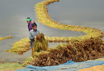 भारतीय कृषि क्षेत्र में पानी का उपयोग अनियंत्रित और अप्रभावी क्यों?  
