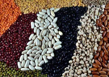 Pulses: Sustaining the Earth and nourishing communities  