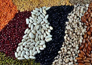 Pulses: Sustaining the Earth and nourishing communities