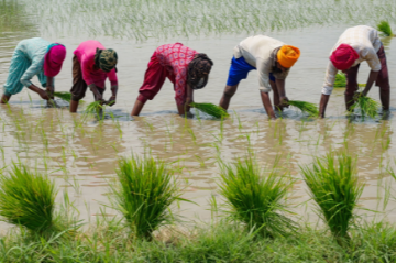 Safeguarding food security: The vital role of water  