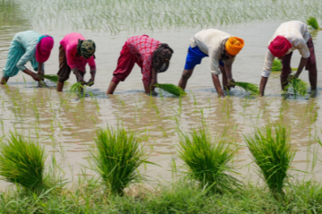 Safeguarding food security: The vital role of water