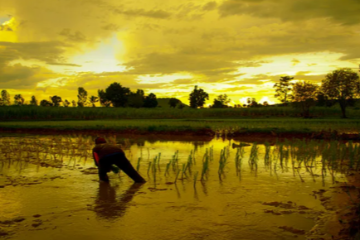 The gendered impact of heatwaves and water crisis in India  