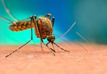 हवामान बदल आणि मलेरिया: जागतिक पाठबळाची गरज  