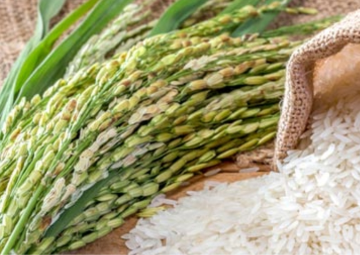 कृषि: चावल के निर्यात पर लगे प्रतिबंध का उपयोग देश में क्रॉप-सब्स्टिट्यूशन के लिये किया जाये!