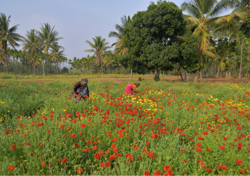Empowering women in agriculture: A gendered approach to climate change and food security  