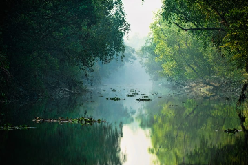 Investigating the ecological decline in the Sundarbans  