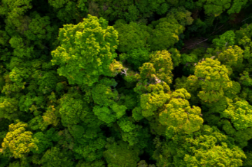 Forests for Future: Achieving India’s net-zero goals  