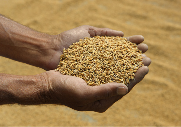 An intellectual biography of India’s new farm laws  