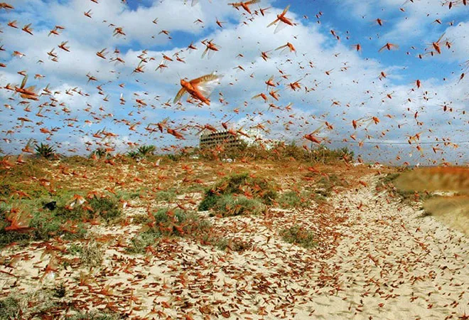 Amid Covid19 crisis, locust upsurge threatens food security  