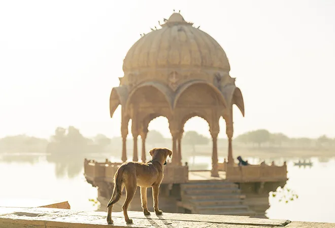 Rejigging India’s street dog policy  