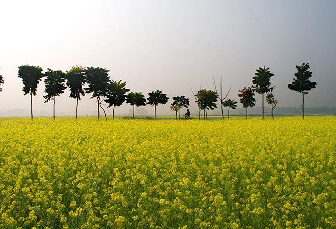 Should India go for GM Mustard?  