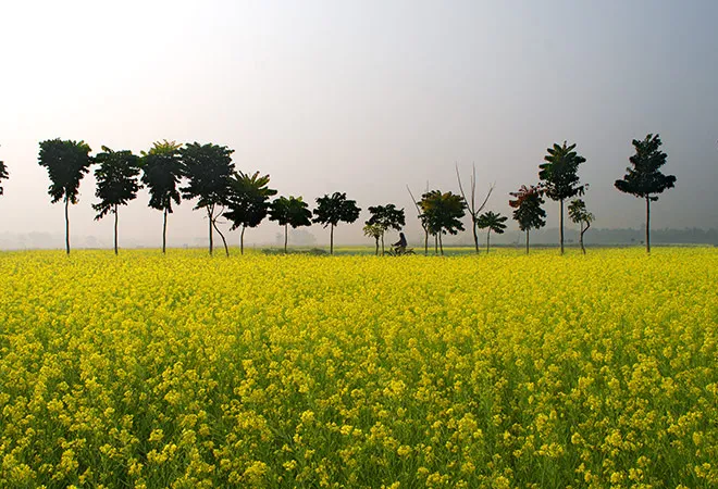 Should India go for GM Mustard?