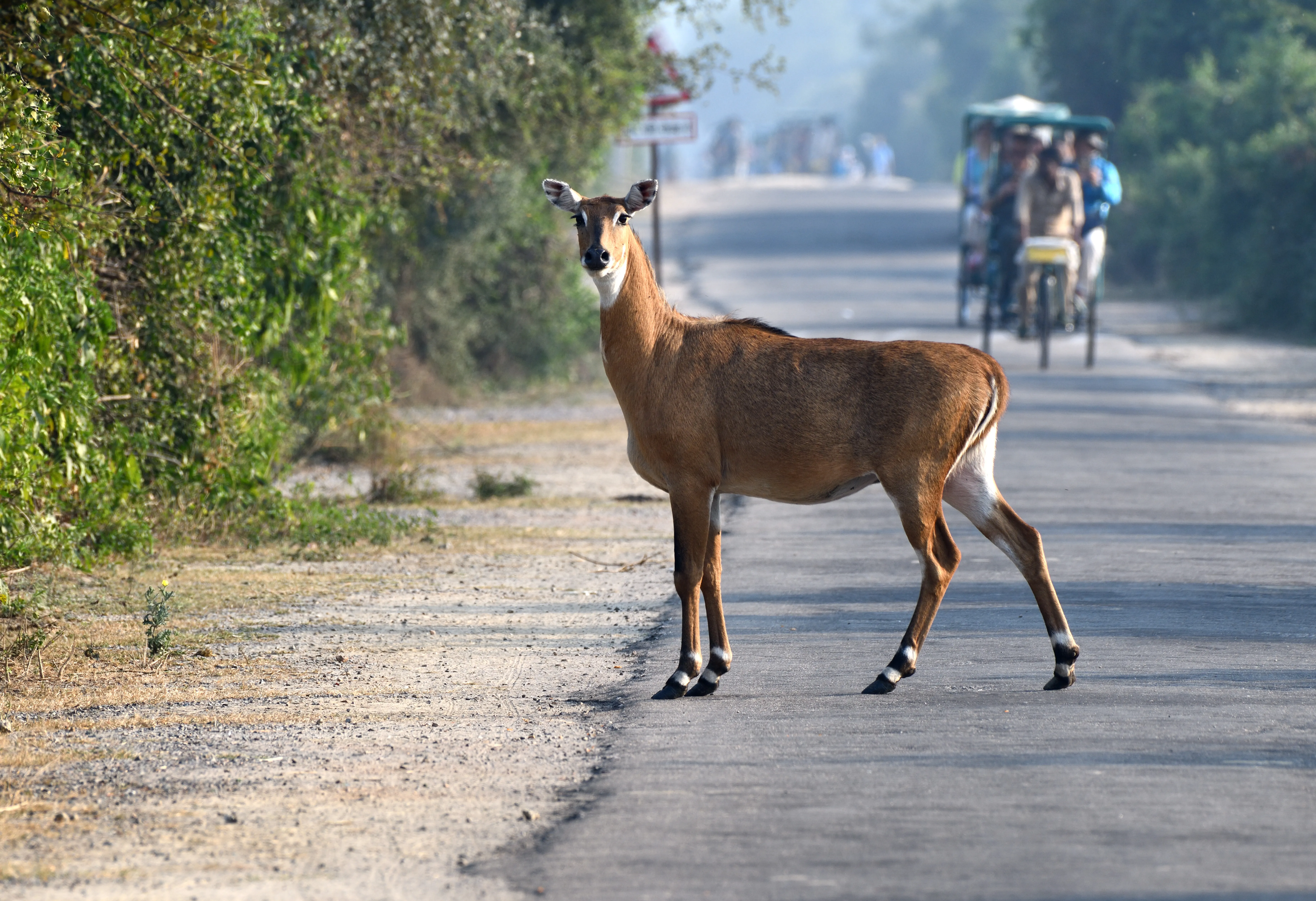 On World Environment Day, Let's Reaffirm Our Commitment to Co-Existing With Wildlife