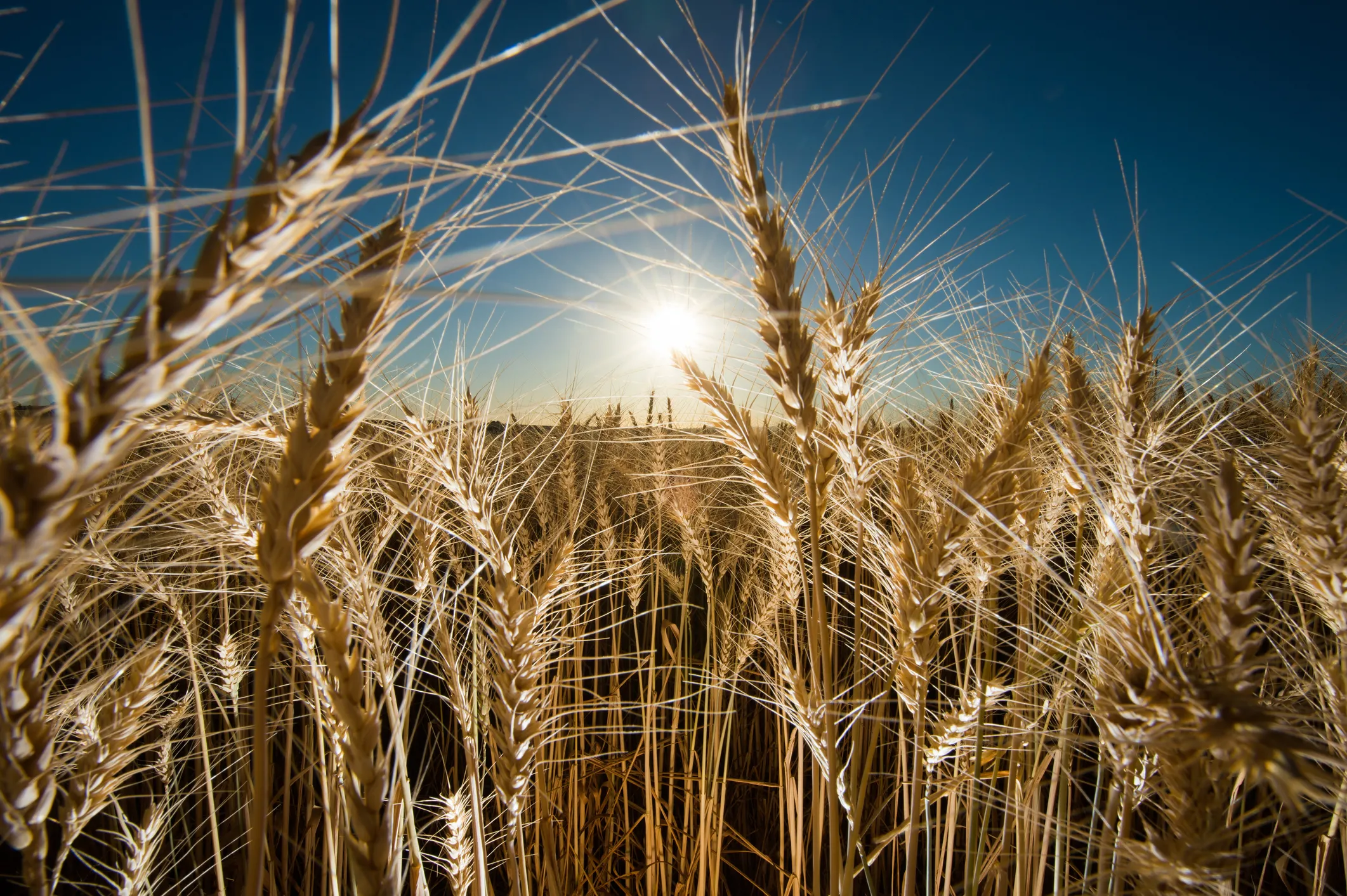 Australian agriculture amidst droughts: Productivity gains and integration into global value chains key to global competitiveness  