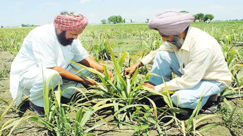 Growing agricultural stress in India  