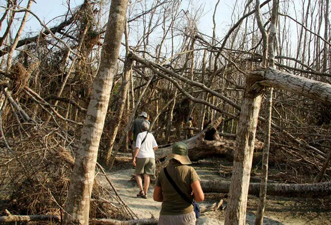 In Sundarbans, cyclones' worst impact not on natural areas and inhabitants, but on non-indigenous and exotic  