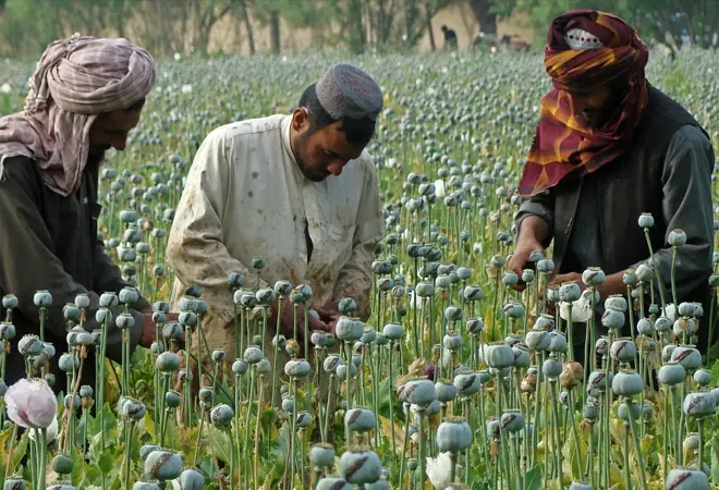 Understanding the fall in Opium production in Afghanistan  