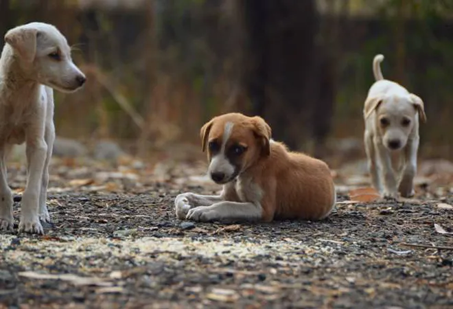 The menace of street dogs in Indian cities  