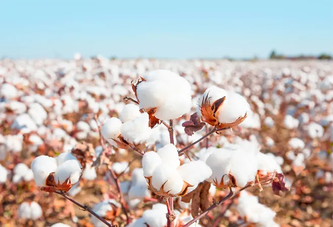 India’s cotton production: Seeking white gold  